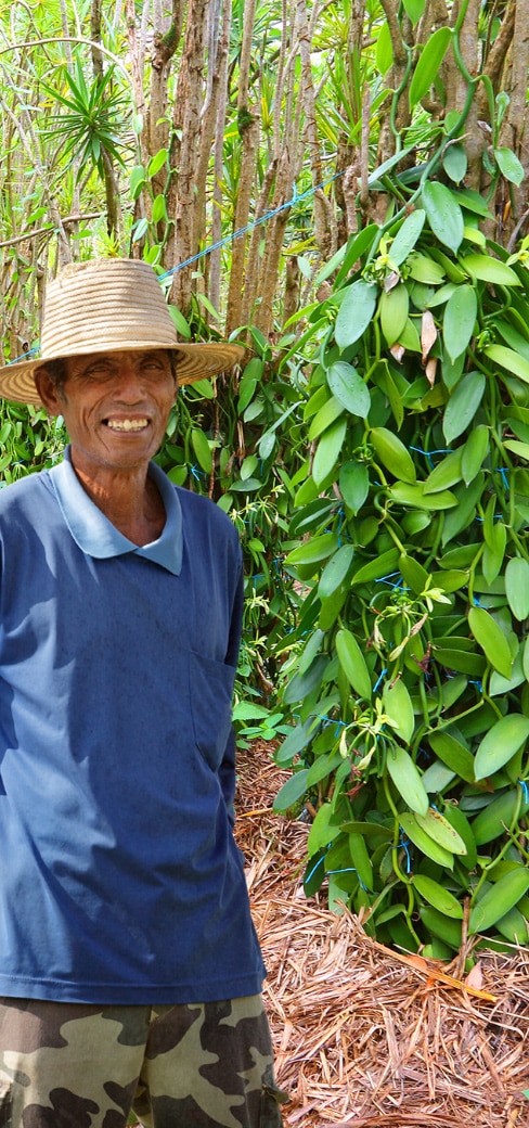 Indonesia Papua New Guinesa Vanilla Bean Plantation